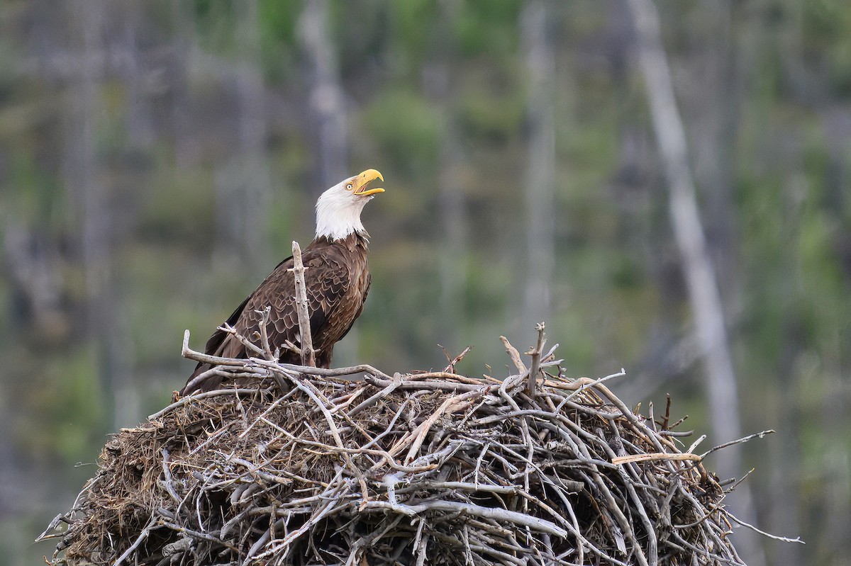 Bald Eagle - ML644099143