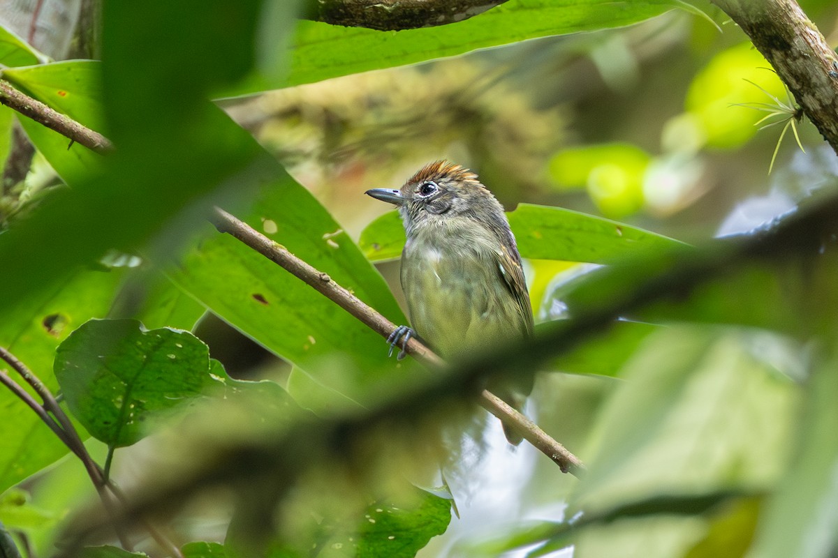 Plain Antvireo - ML644099148