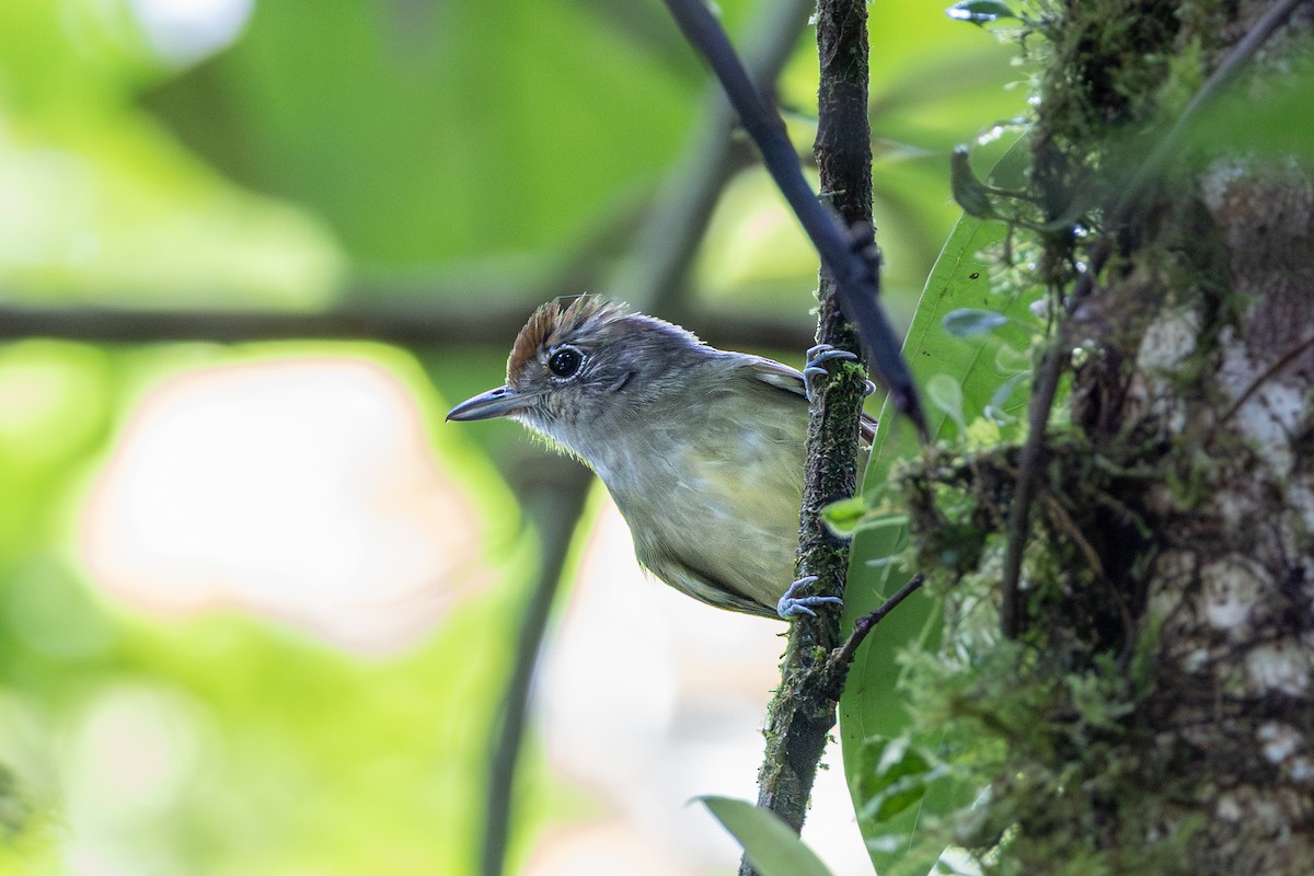 Plain Antvireo - ML644099149