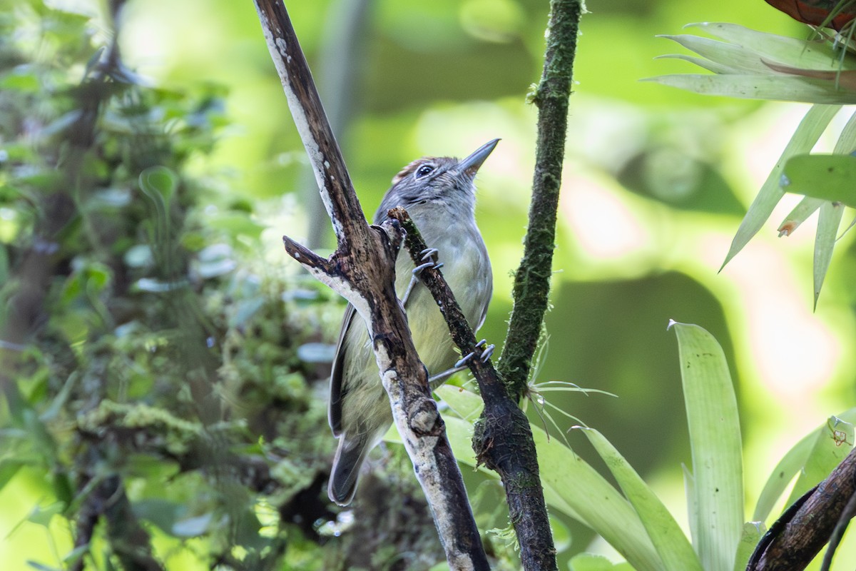 Plain Antvireo - ML644099150