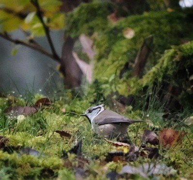 Crested Tit - ML644099158
