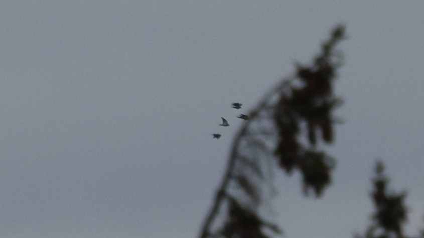 Pigeon biset (forme domestique) - ML644099160