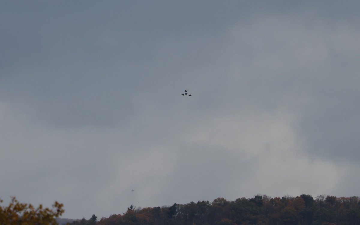 Pigeon biset (forme domestique) - ML644099161