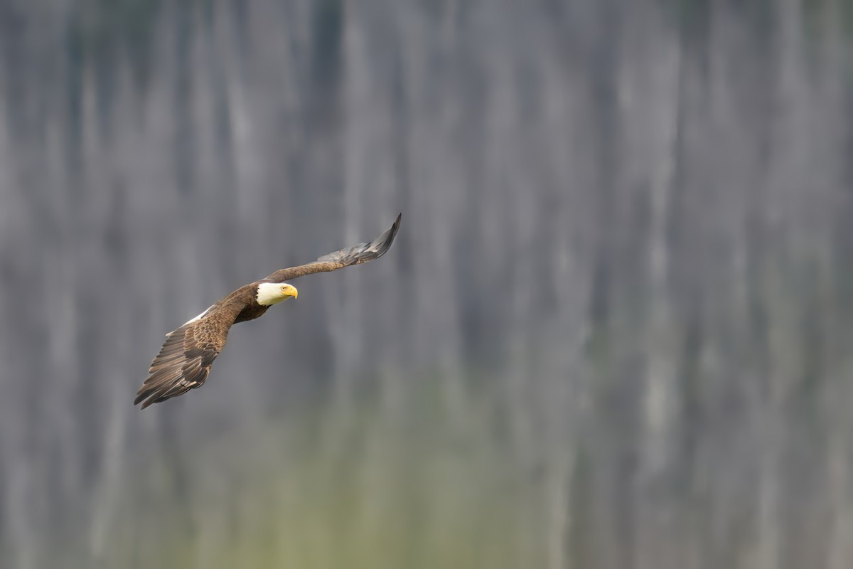 Bald Eagle - ML644099163