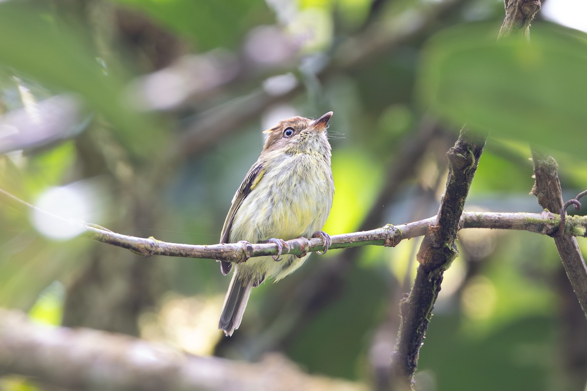 Scale-crested Pygmy-Tyrant - ML644099165