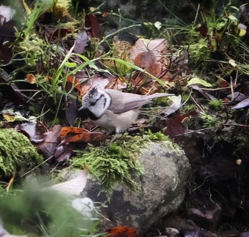 Crested Tit - ML644099166