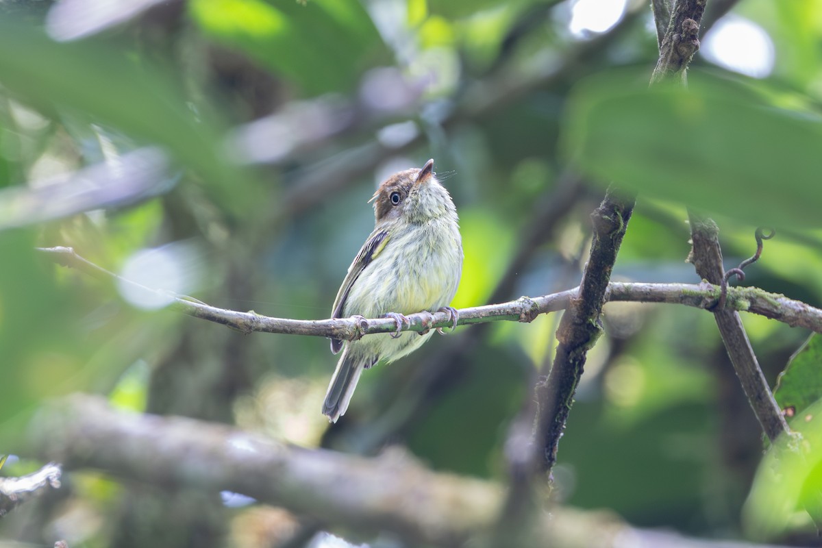 Scale-crested Pygmy-Tyrant - ML644099167