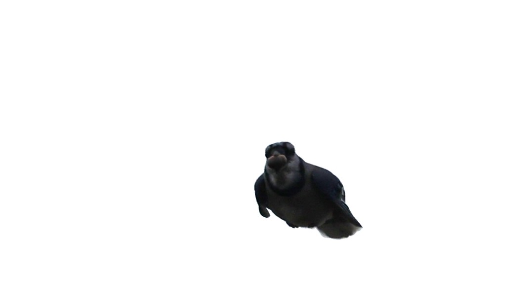 Blue Jay - ML644099179
