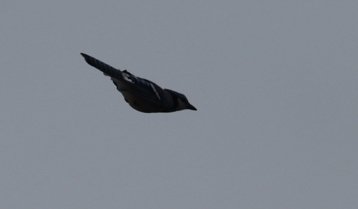 Blue Jay - ML644099180