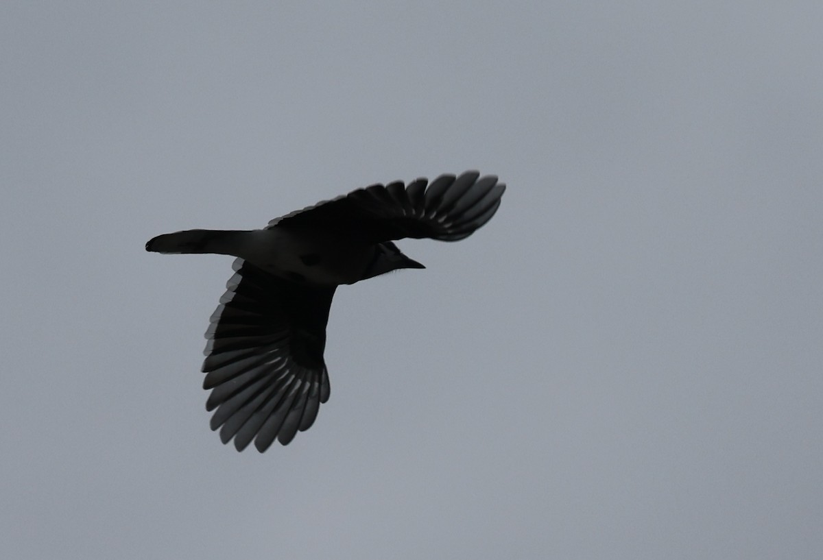 Blue Jay - ML644099181