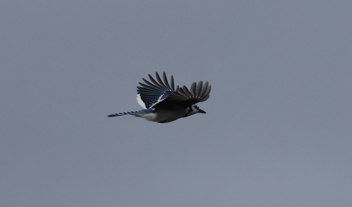Blue Jay - ML644099182