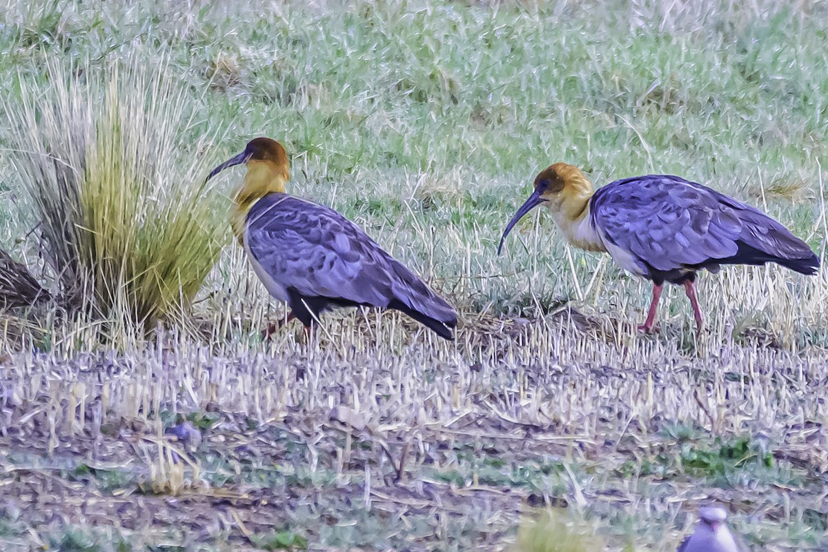 Andean Ibis - ML644099202
