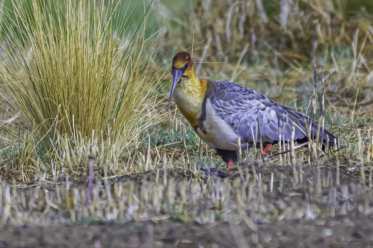 Andean Ibis - ML644099203
