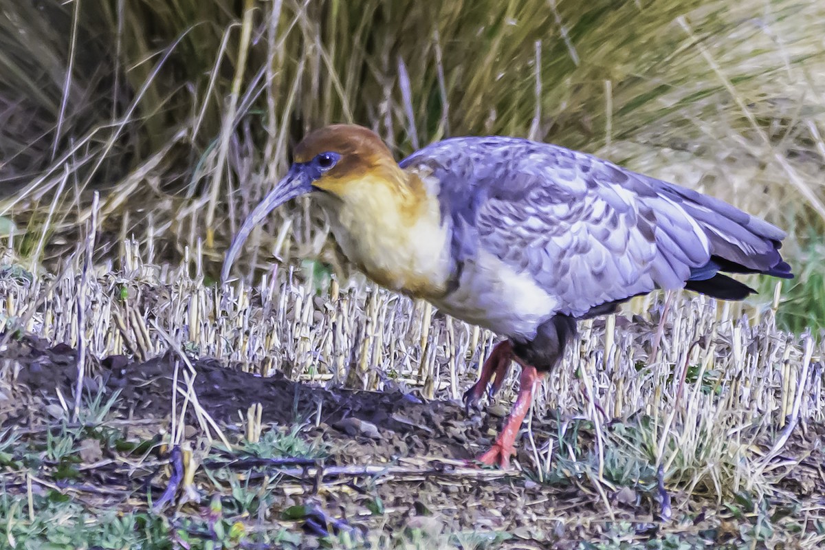 Andean Ibis - ML644099205