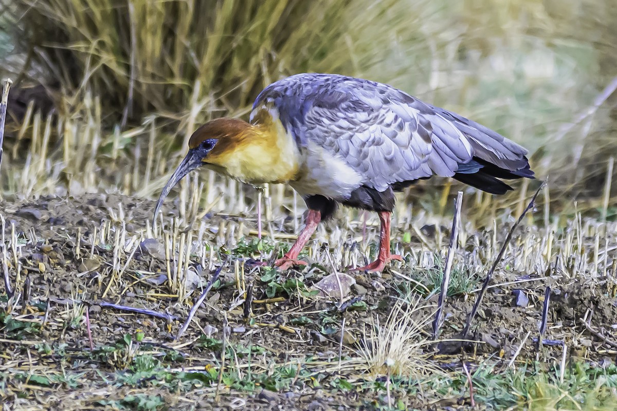 Andean Ibis - ML644099206