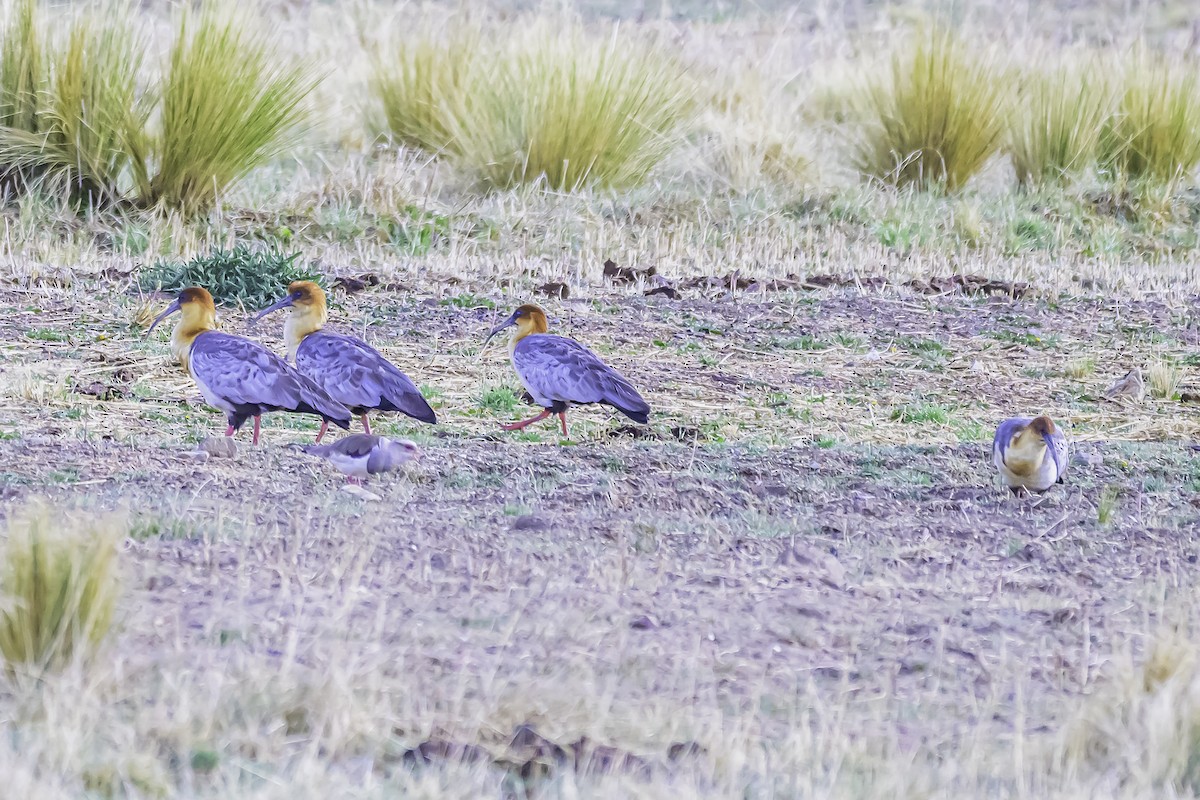 Andean Ibis - ML644099207