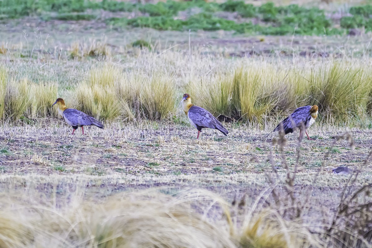 Andean Ibis - ML644099208