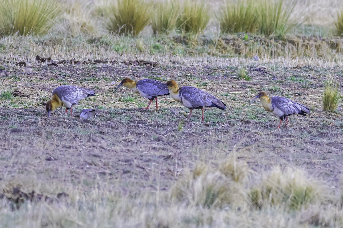 Andean Ibis - ML644099209