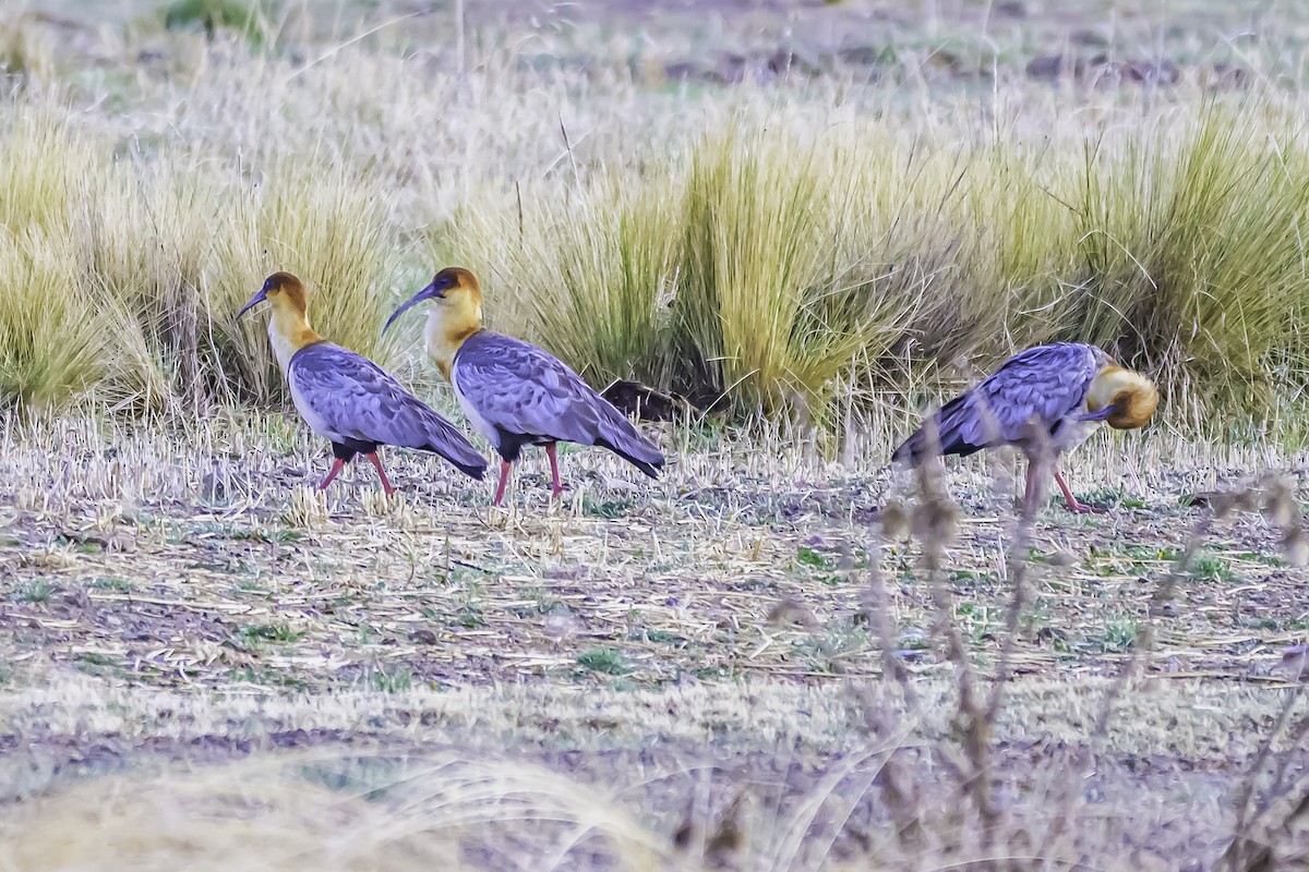 Andean Ibis - ML644099210