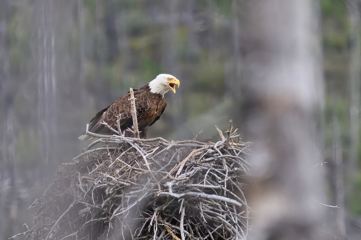 Bald Eagle - ML644099211