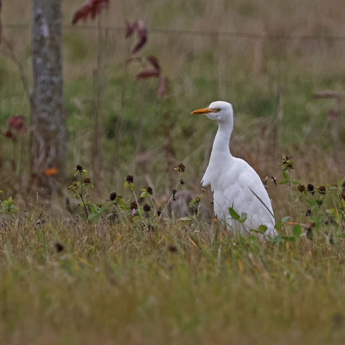 Western Cattle-Egret - ML644099212