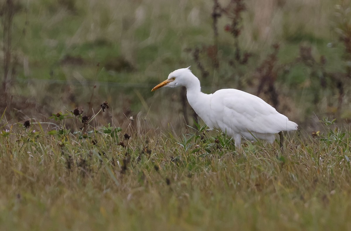 Western Cattle-Egret - ML644099213