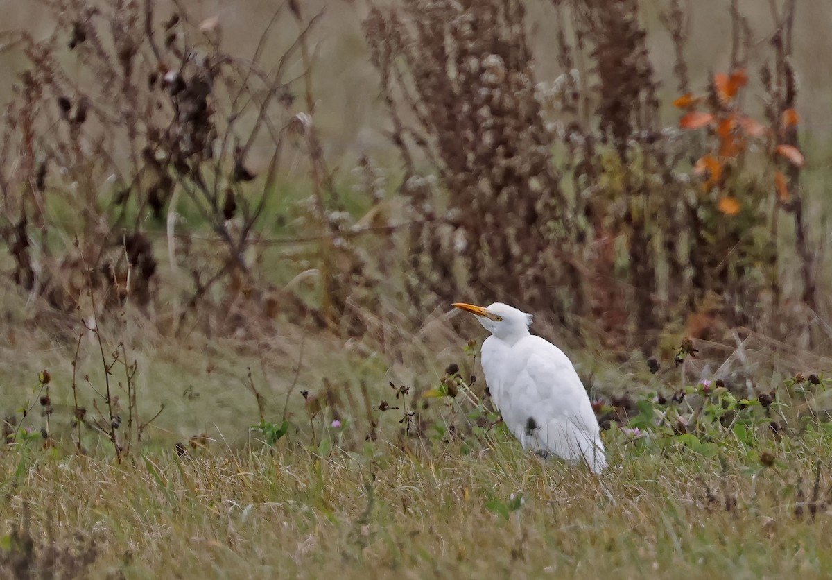 Western Cattle-Egret - ML644099215