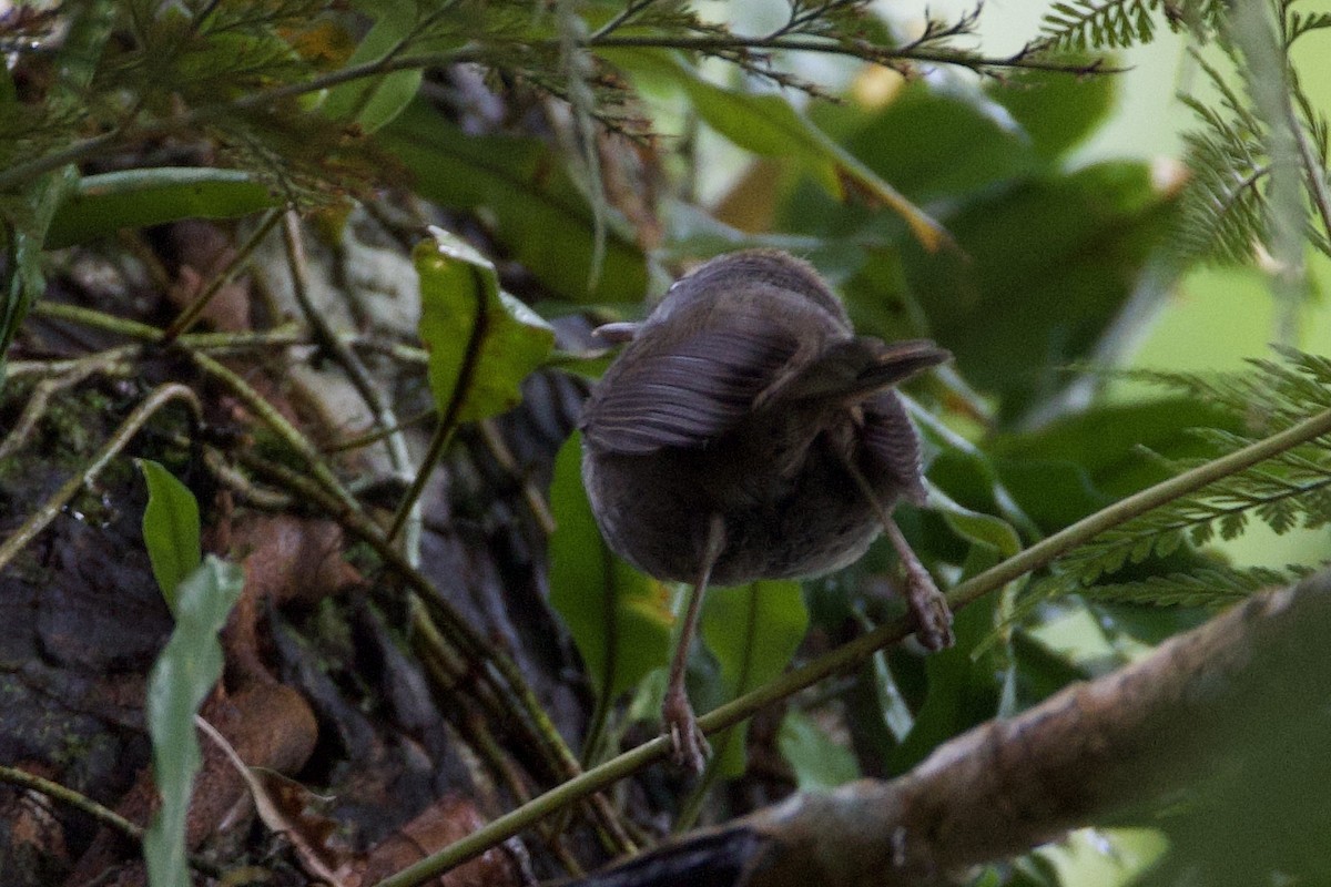 Fiji Bush Warbler - ML644099216