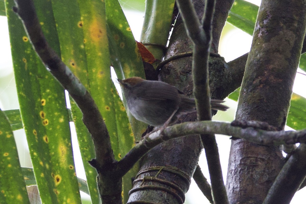 Fiji Bush Warbler - ML644099217