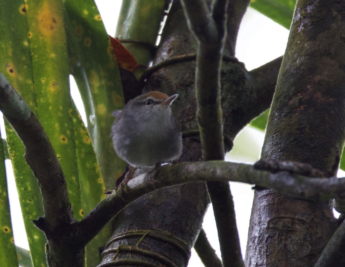 Fiji Bush Warbler - ML644099218