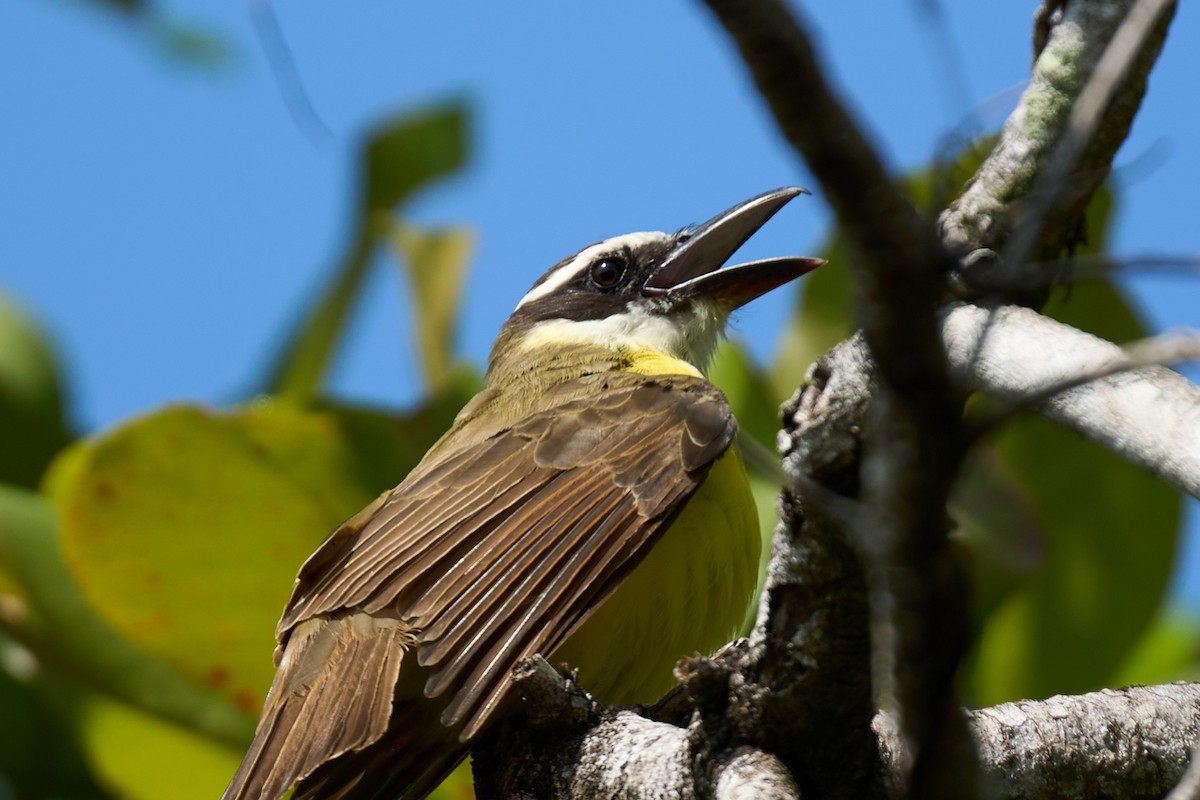 Boat-billed Flycatcher - ML644099219