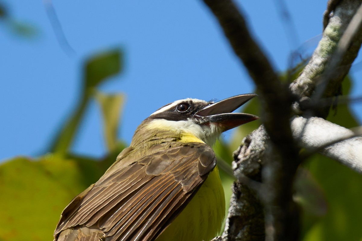 Boat-billed Flycatcher - ML644099220