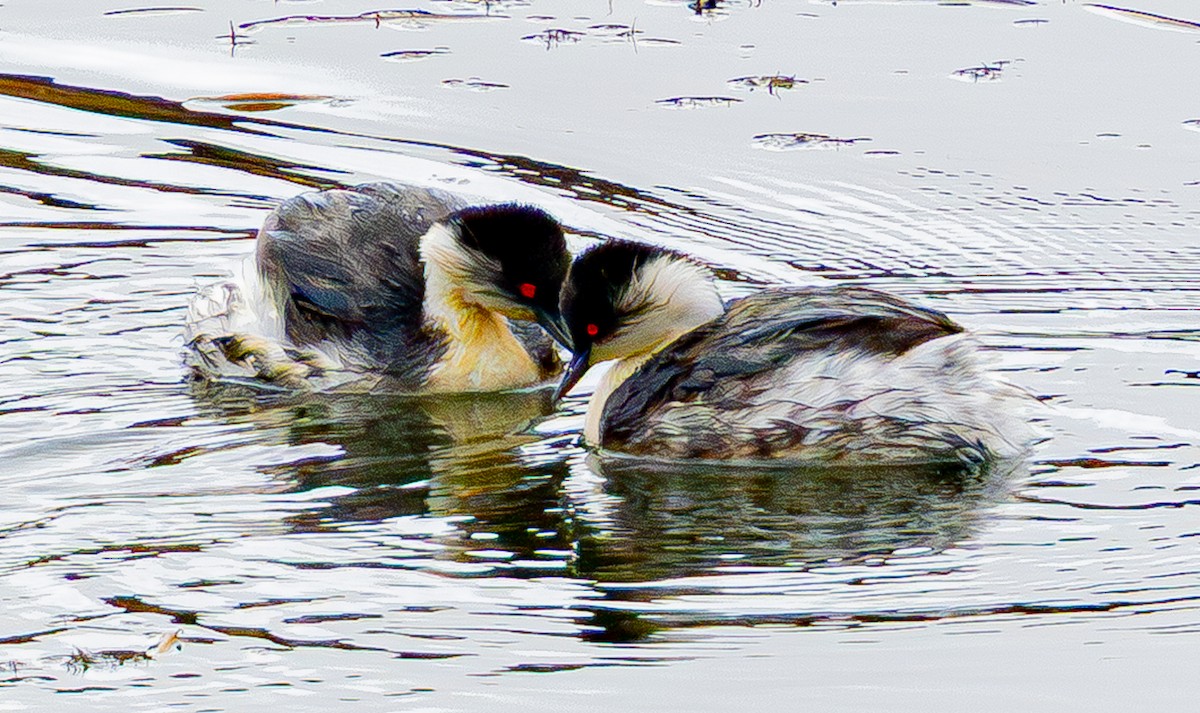 Silvery Grebe - ML644099221