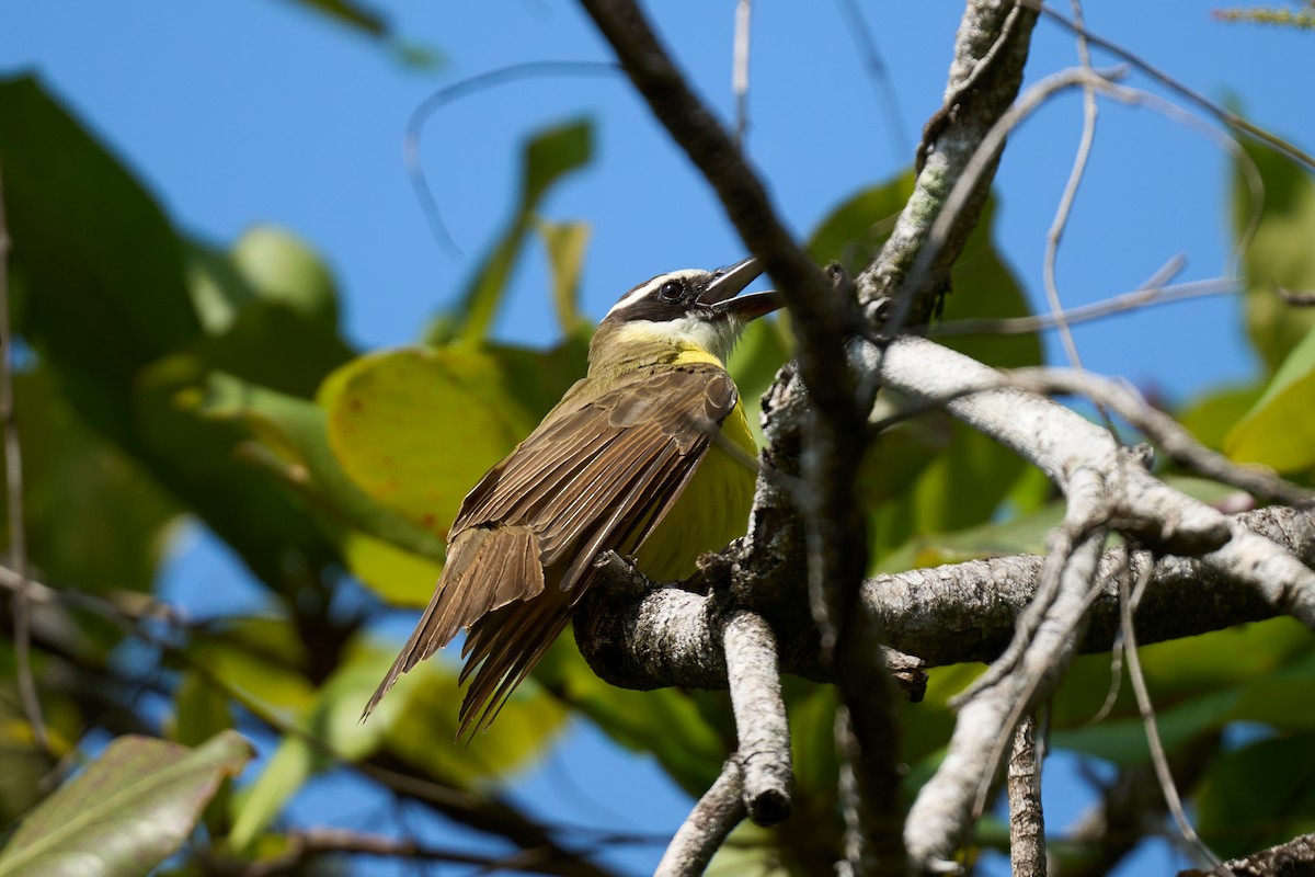 Boat-billed Flycatcher - ML644099222