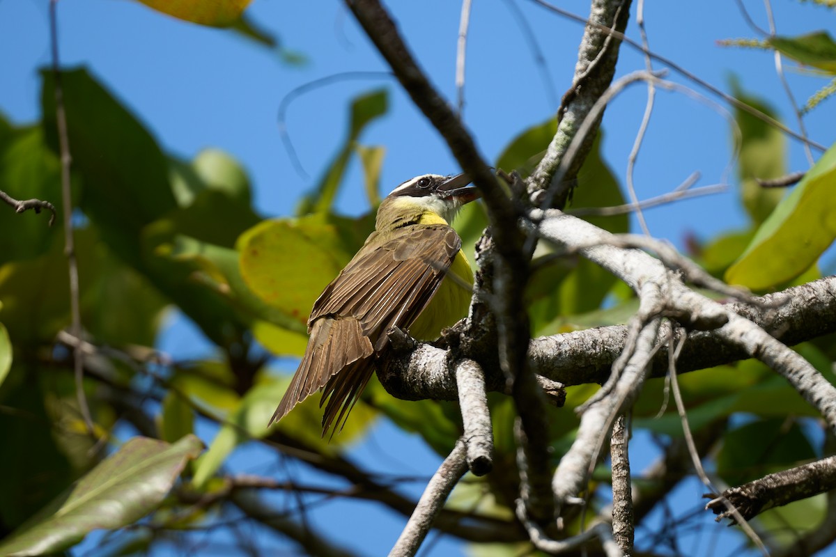 Boat-billed Flycatcher - ML644099223