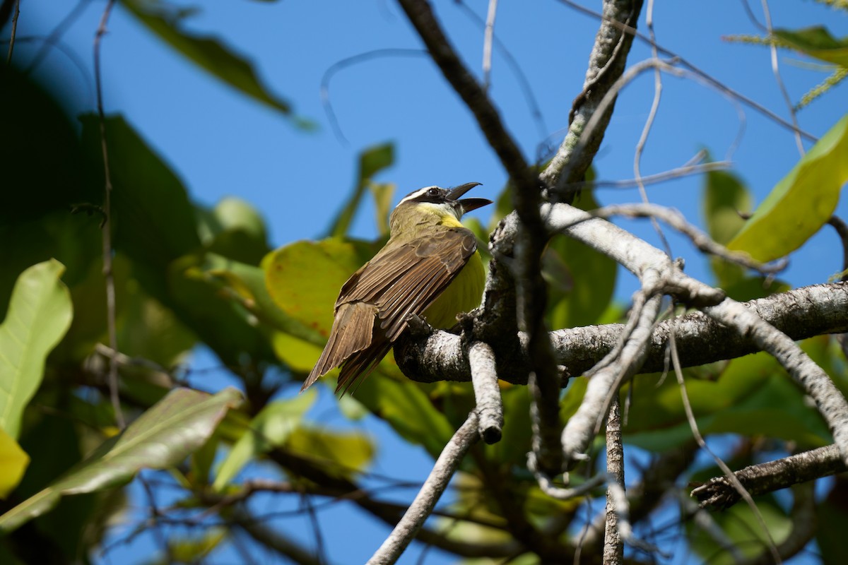 Boat-billed Flycatcher - ML644099224