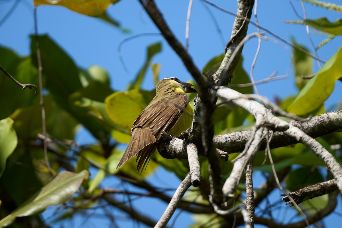 Boat-billed Flycatcher - ML644099225