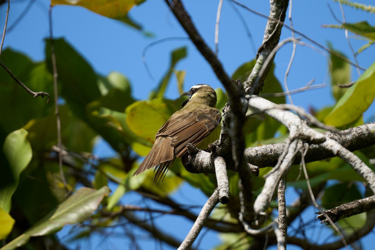 Boat-billed Flycatcher - ML644099226