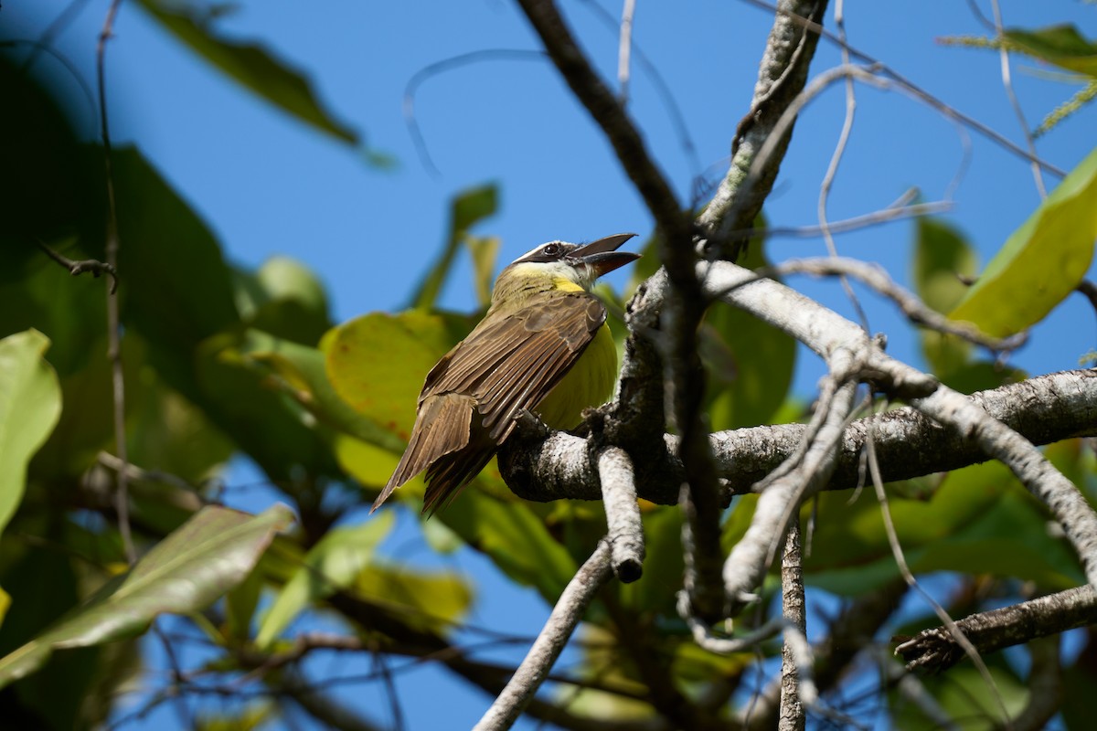 Boat-billed Flycatcher - ML644099227