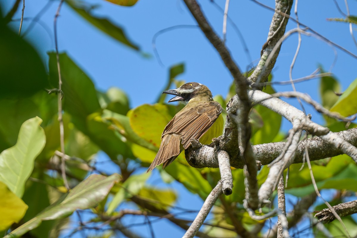 Boat-billed Flycatcher - ML644099228