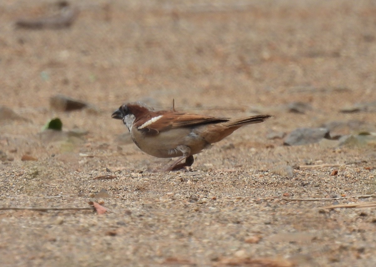 House Sparrow - ML644099233