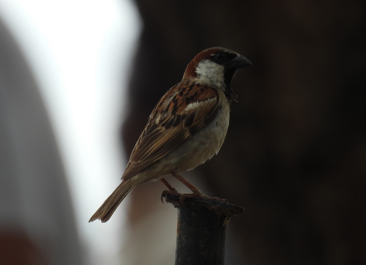 House Sparrow - ML644099235