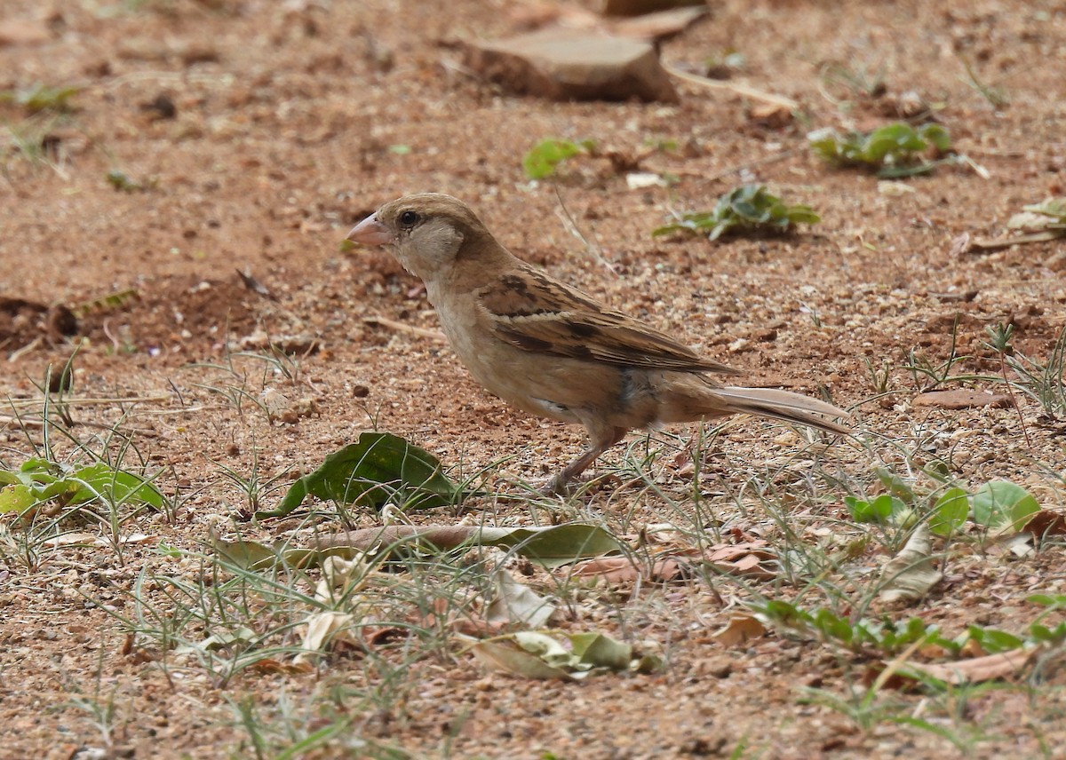 House Sparrow - ML644099237