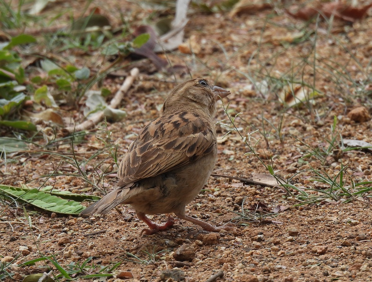 House Sparrow - ML644099238
