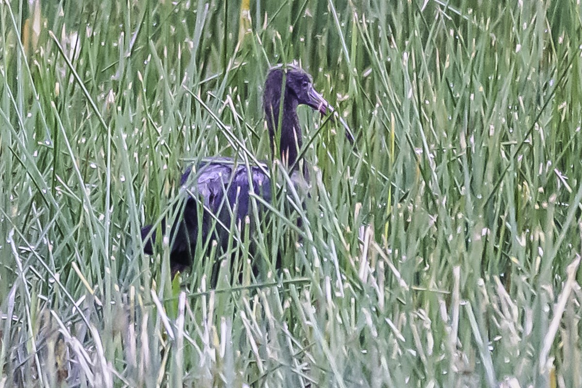 Ibis de Ridgway - ML644099241