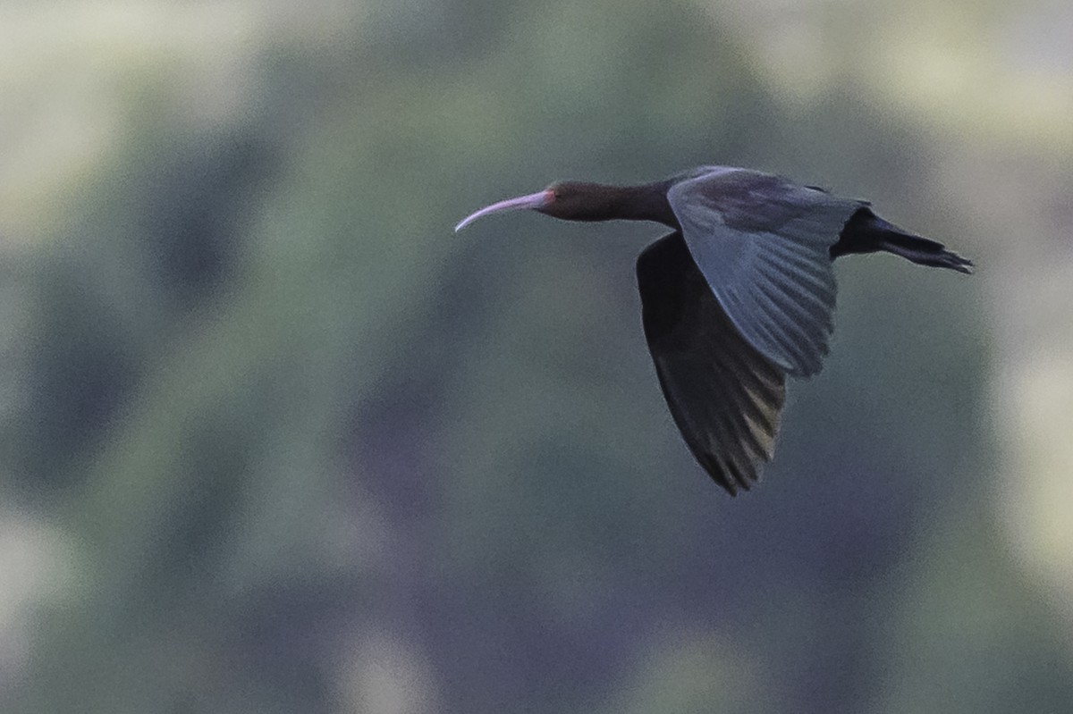 Ibis de Ridgway - ML644099242