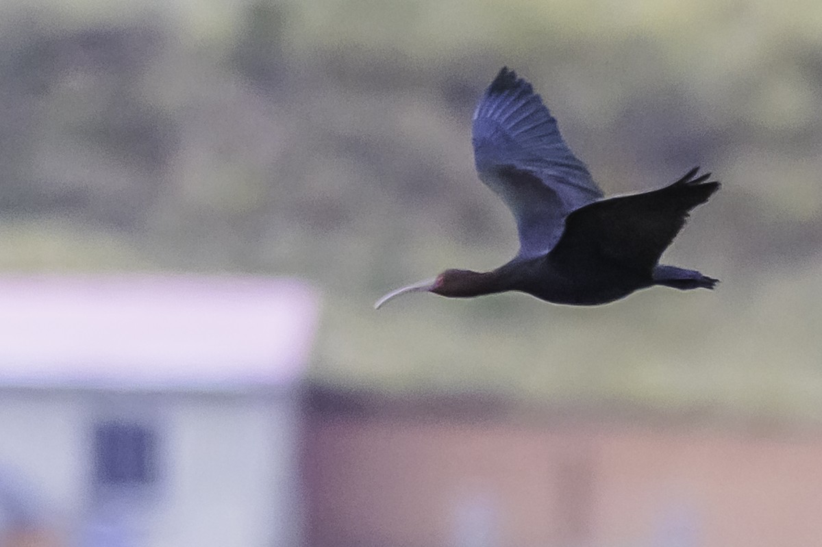 Ibis de Ridgway - ML644099244