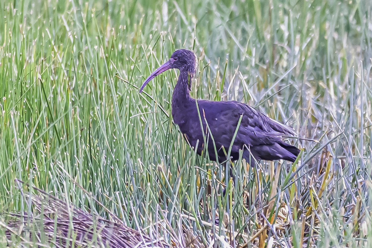 Ibis de Ridgway - ML644099245
