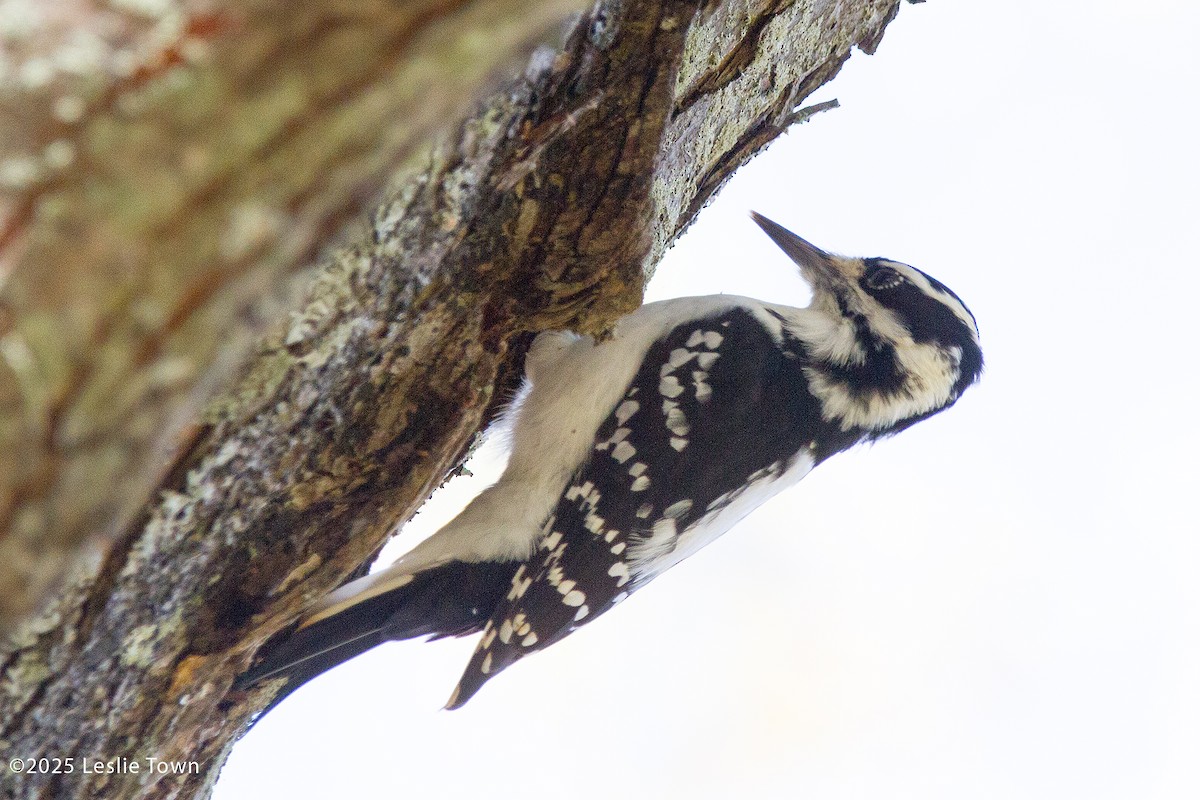 Hairy Woodpecker - ML644099255