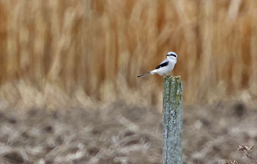 Northern Shrike - ML644099257